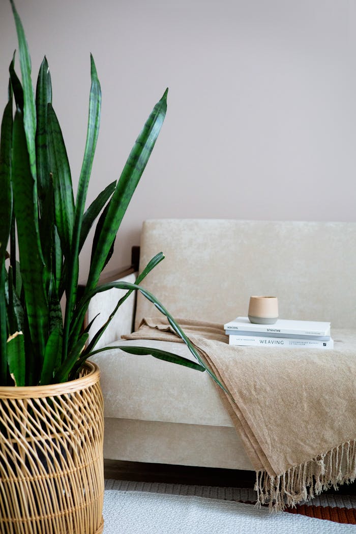 A cozy living room scene featuring a snake plant beside a sofa with books and a woven vase.
